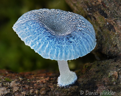 Mycena / Basidopus sp. seen in Tsirang, Bhutan