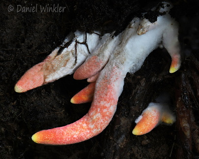 Turbinellus shoots Pobjikha DW Ms