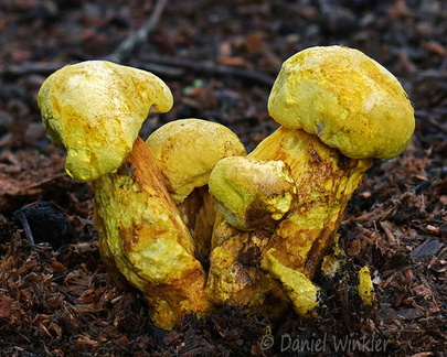 Buchwaldoboletus sphaerocephalus Chari DW Ms
