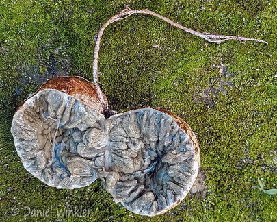 Protubera transect Tsirang Cp DW Ms