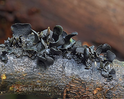 Cordierites frondosus DoChuLa DW Ms