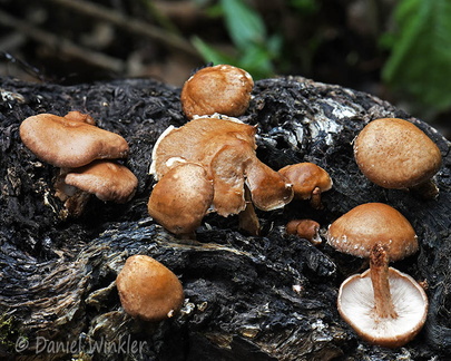 Lentinulla eodes Chari Disp DW Ms