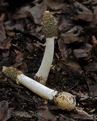 Phallus 2 Chari DW Ms