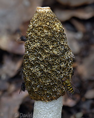 Phallus head Chari DW Ms