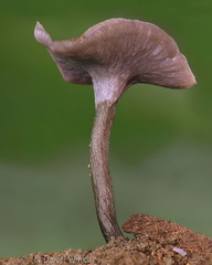 Craterellus Pitalito DW Ms