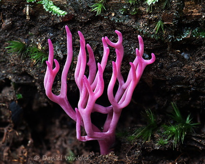 Clavaria zollingeri Villagarzon 1 DW Ms