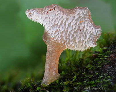 Hydnellum Villagarzon DW Ms