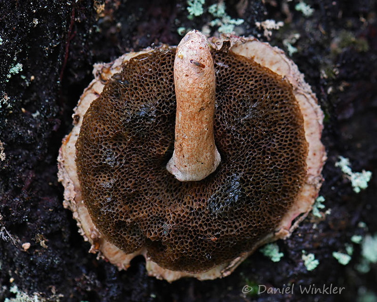 Boletellus ananas pores DW Ms.jpg
