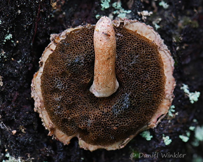 Boletellus ananas pores DW Ms