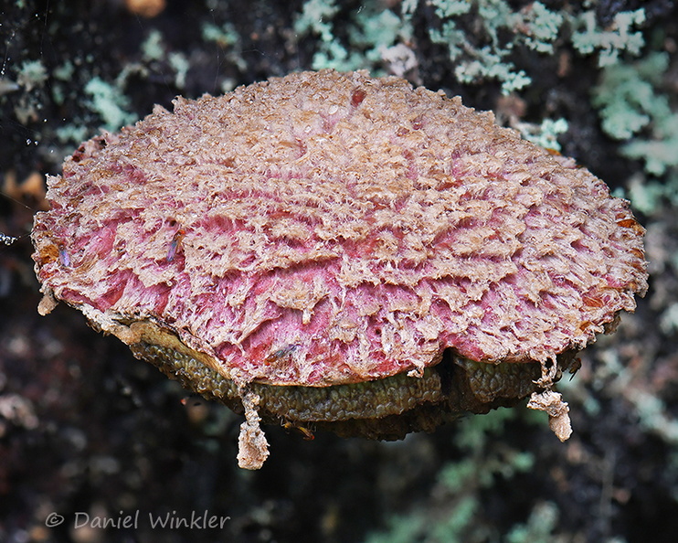 Boletellus ananas DW Ms.jpg