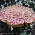 Boletellus ananas DW Ms