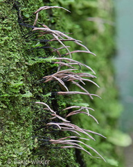 Xylaria tiny soft PuertoAsis DW Ms