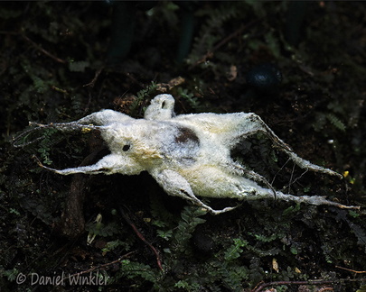 Akanthomyces Pitalito DW Ms