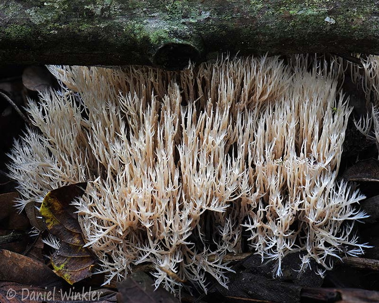 Scytinopogon SanAgustin DW Ms.jpg