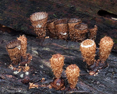 Cyathus striatus Villagarzon DW Ms