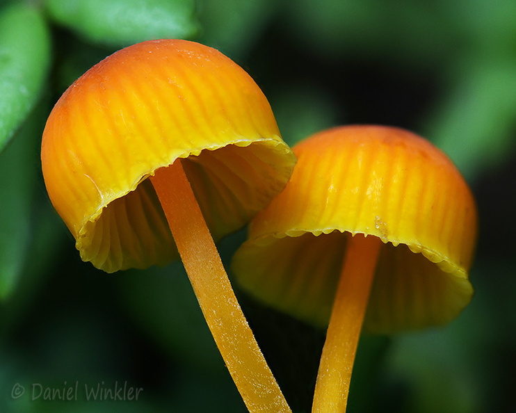 Marasmius orange SanAgustin DW Ms.jpg