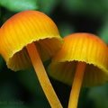 Marasmius orange SanAgustin DW Ms