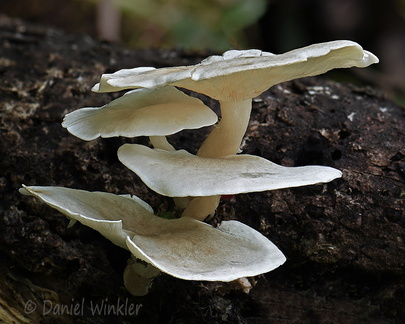 Ossicaulis lignatilis Chari DW Ms