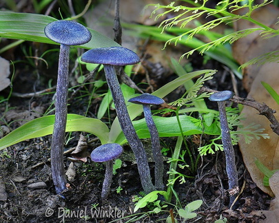 Laccaria amethystina Chari DW Ms