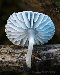 Mycena / Basidopus sp. gills seen in Tsirang