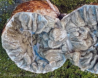 Protubera transect Detail Tsirang Cp DW Ms