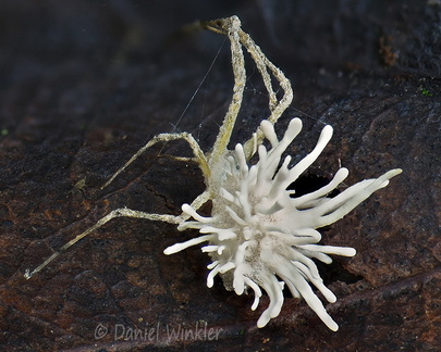 Gibellula Tsirang ABC DW Ms