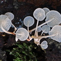 Filoboletus Tingtibi hymenium edd DW Ms