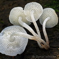 Filoboletus Tsirang DW Ms