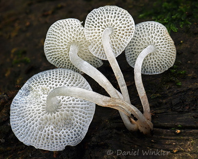 Filoboletus Tsirang DW Ms