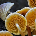 Mycena cluster Phajoding gill detail DW Ms