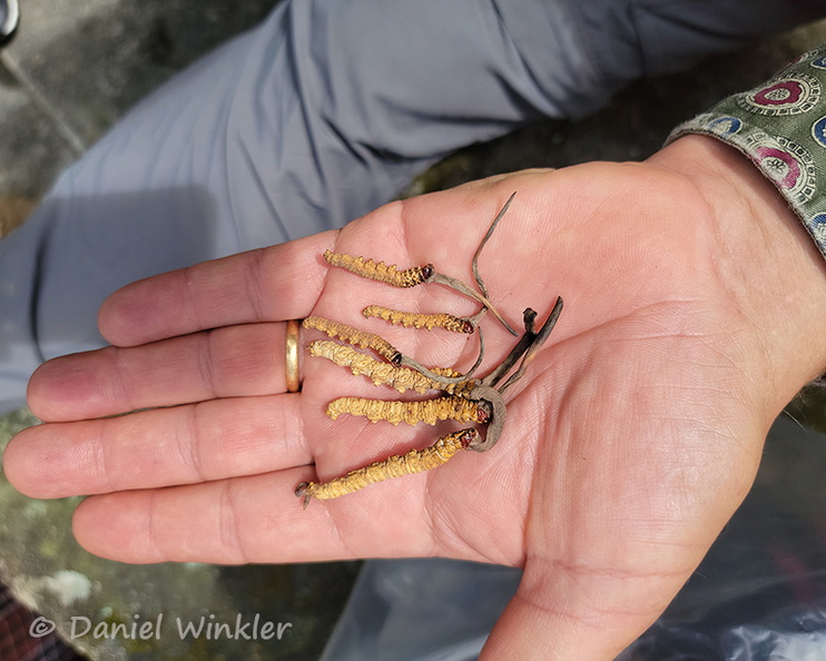 Cordyceps Auction 2 qualities CpR DW Ms.jpg