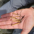 Cordyceps Auction 2 qualities CpR DW Ms
