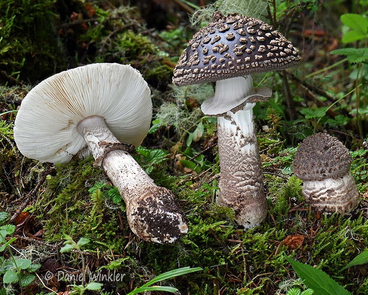 Amanita beauty Disp Tangsibi DW Ms.jpg