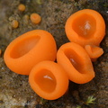 Asco cup orange Pobjikha DW Ms