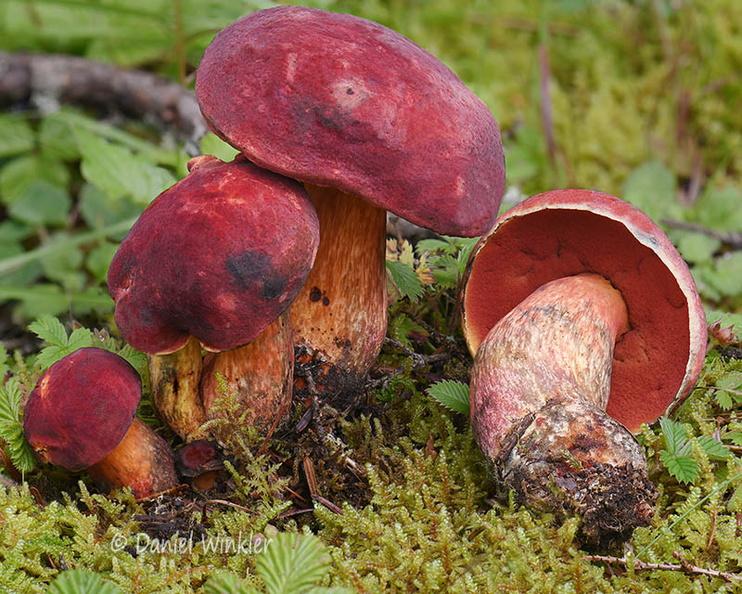 Bolete red Pobjikha DW Ms.jpg
