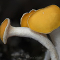 Hymenoscyphus  Pobjikha caps DW Ms