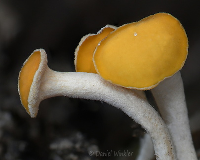 Hymenoscyphus  Pobjikha caps DW Ms