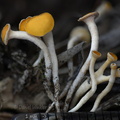 Hymenoscyphus Pobjikha DW Ms