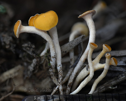 Hymenoscyphus Pobjikha DW Ms