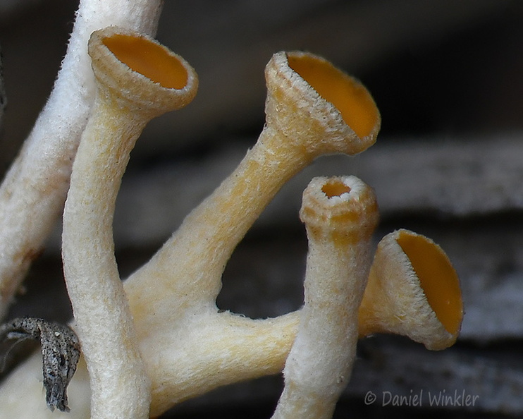 Hymenoscyphus young caps Pobjikha DW Ms.jpg
