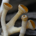 Hymenoscyphus young caps Pobjikha DW Ms