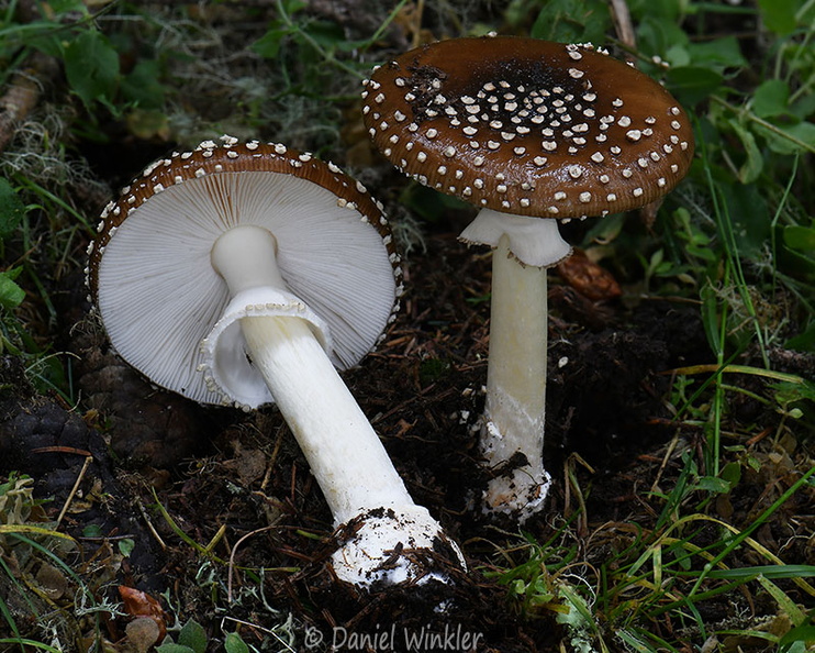 Amanita pantherina Tangsibi DW Ms.jpg