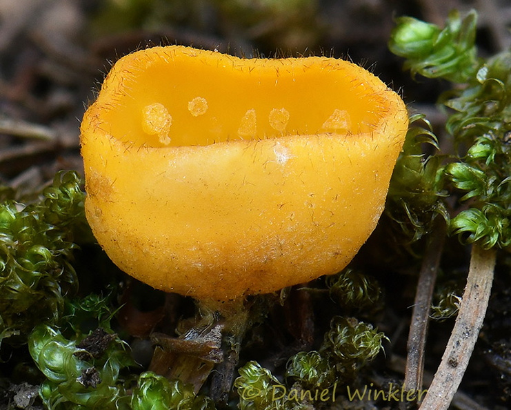 Geopyxis deceptiva group Phajoding DW Ms.jpg