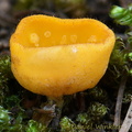 Geopyxis deceptiva group Phajoding DW Ms