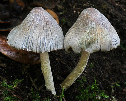 Coprinopsis atramentaria Taktsang DW Ms