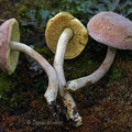 Xerocomus rugosellus Tsirang DW Ms