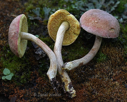 Xerocomus rugosellus Tsirang DW Ms