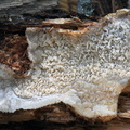 Byssomerulius corium Q crust Tsirang DW Ms