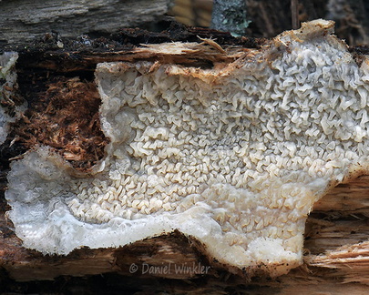 Byssomerulius corium Q crust Tsirang DW Ms