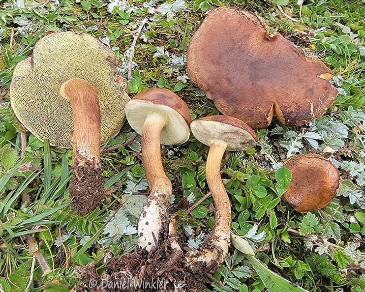 Imleria badia Q subalpina Bumthang Cp DW Ms.jpg